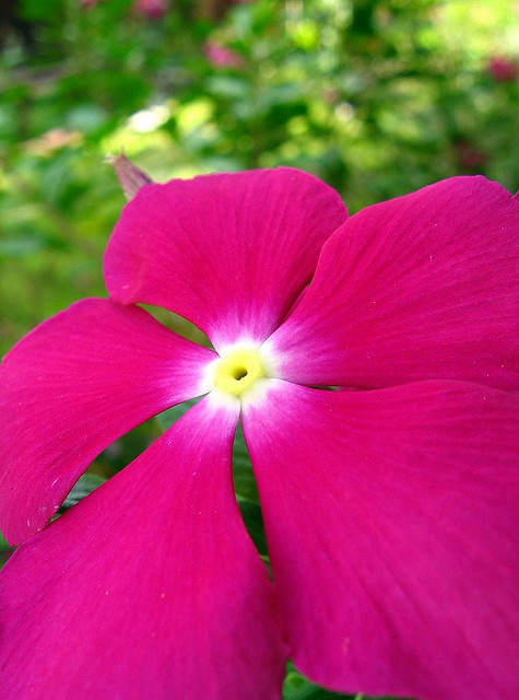 Madagascar Periwinkle